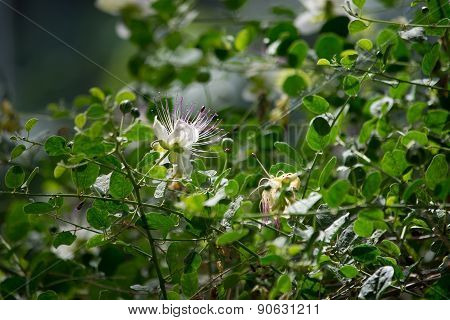 Caper flower