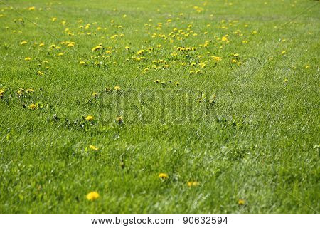 Blooming Dandelions At Sunny Day