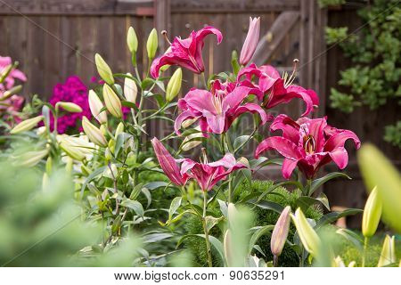 Lily Flowers In The Foliage Closeup