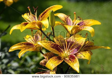 Lily Flowers In The Foliage Closeup