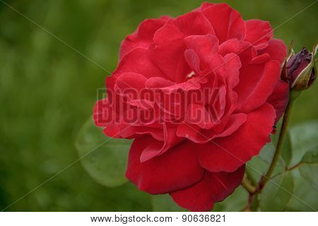 Rose Flower In The Foliage Closeup