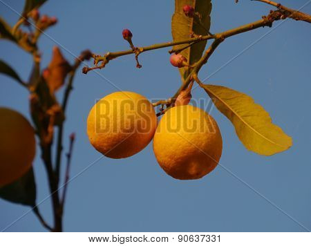 A lemon tree opposite a blue sky