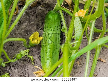 Cucumber On A Bed