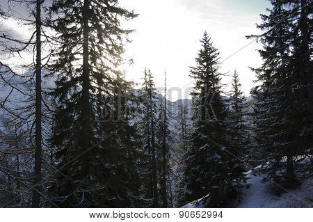 Woodland
