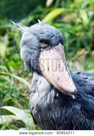Shoebill