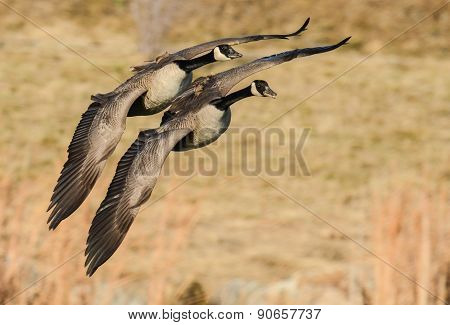 Two Canadian Geese In Flight