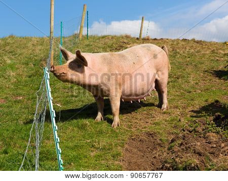 Spotted sow pig with black spots