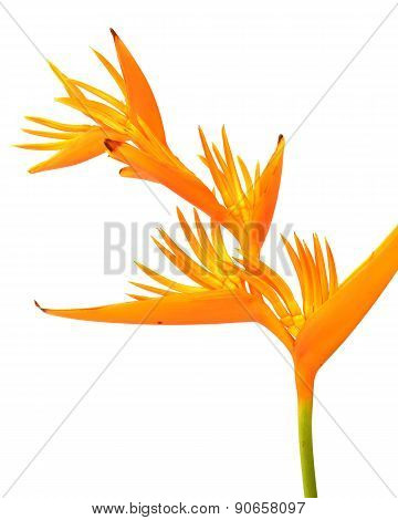 Yellow Heliconia Flower