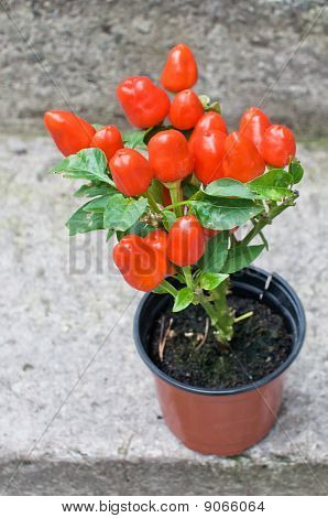 Overflod af dekorativ lille rød peber (capsicum om året) i en plantning Pot