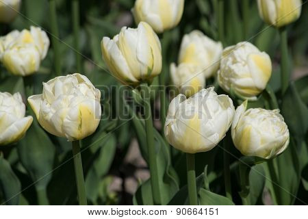 White tulips closeup