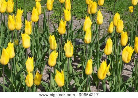 Yellow tulips