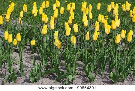 Yellow tulips