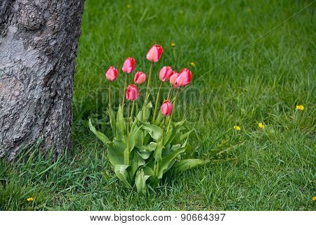 Pink tulips in green grass