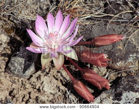 Bitterroot - Lewisia rediviva