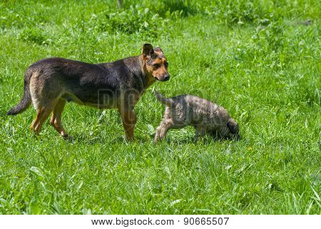 Nursing mother dog is teaching the puppy