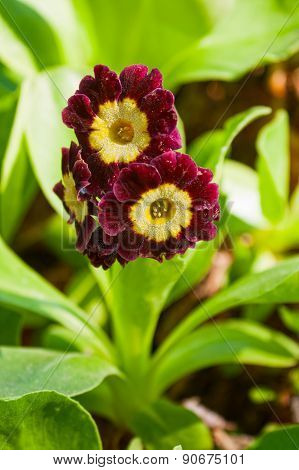Primula Auricula