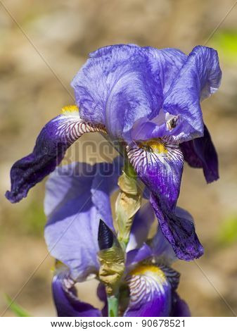 German Iris (iris Germanica)