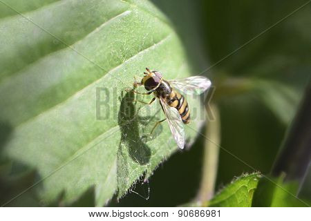 Busy Bee Hover Fly