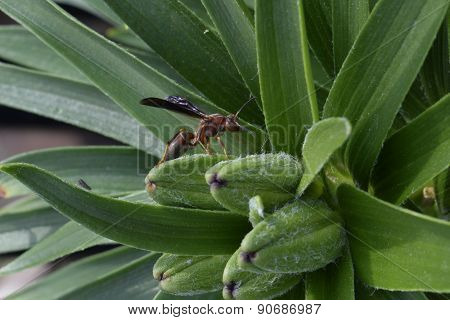 Paper Wasp