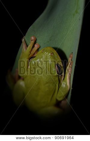 Nocturnal tree frog