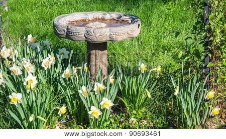 Birdbath in garden with daffodils