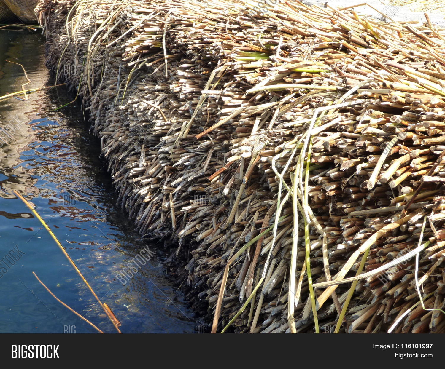 Thick Layer Od Totora Image & Photo (Free Trial) | Bigstock