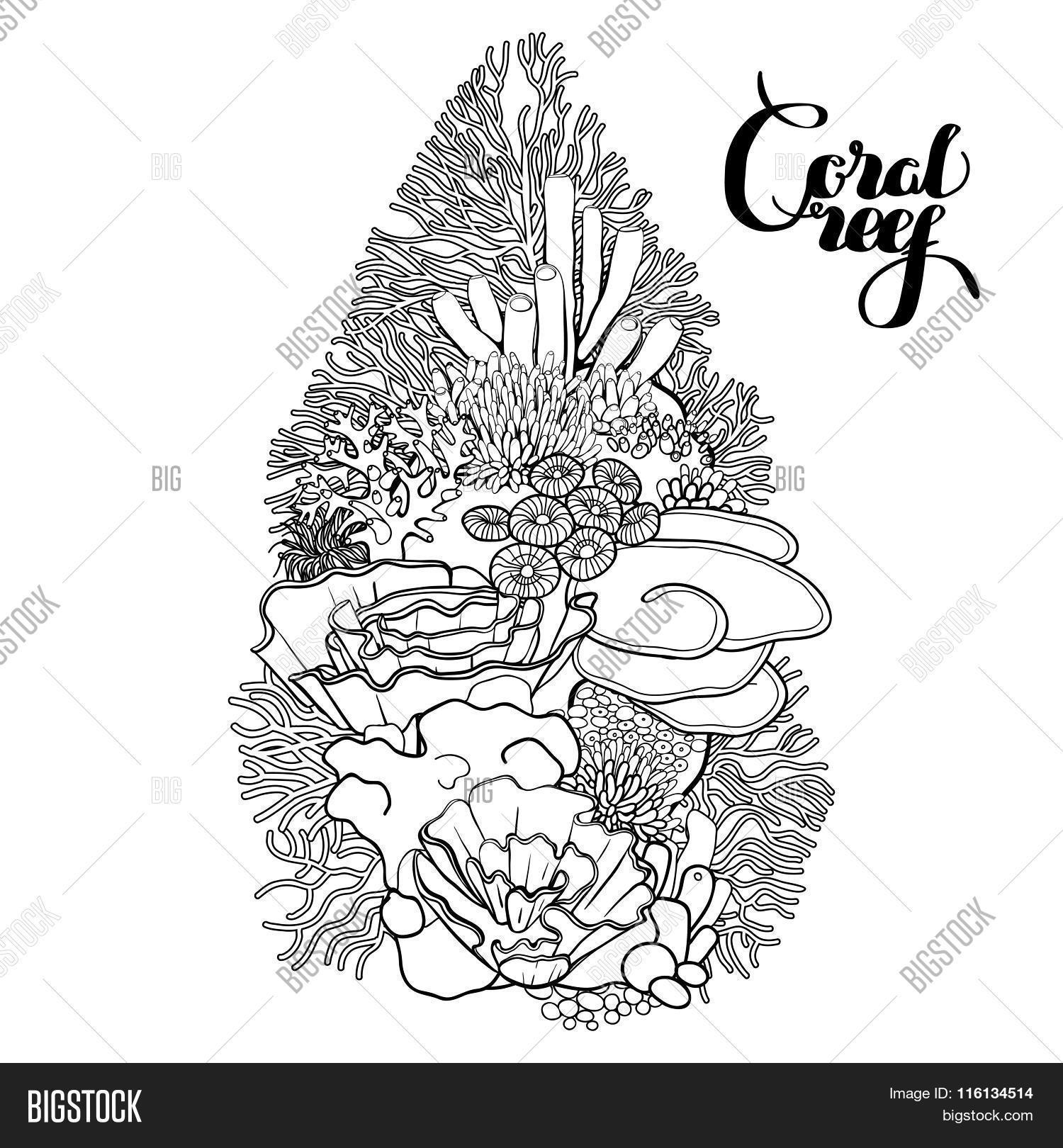 Coral Reef Design Vector & Photo (Free Trial) | Bigstock