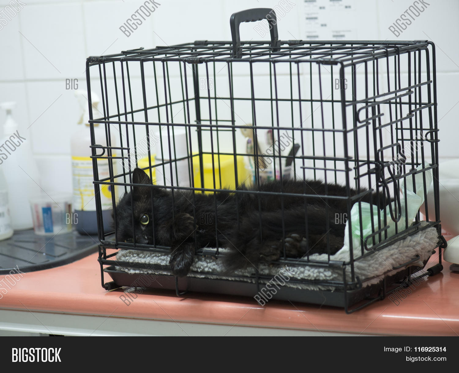 Castration Male Cat Image & Photo (Free Trial) Bigstock