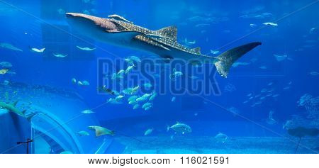 Whale shark in aquarium