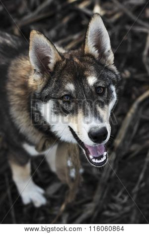 The Portrait of cute happy siberian laika