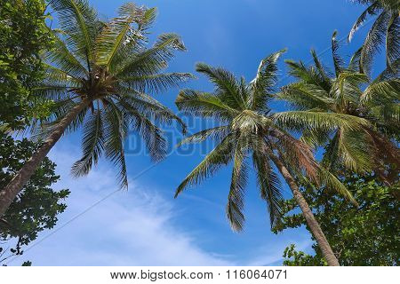 Branches of coconut palms under blue sky