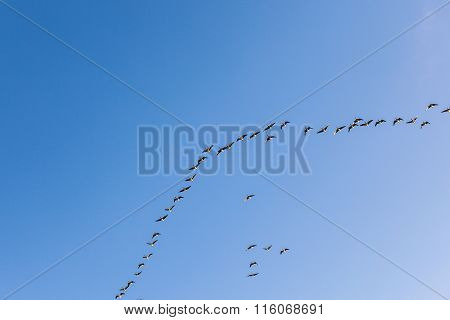 Migrant Bird In The Sky