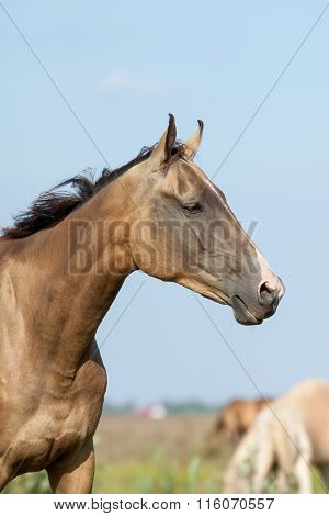 Purebred Akhal-teke Horse Portrait