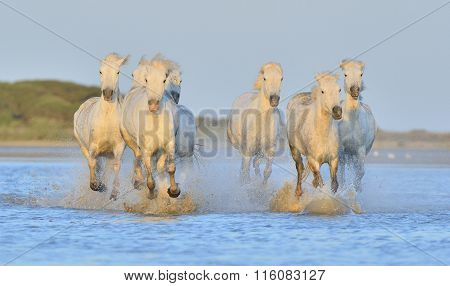 Herd Of White Camargue Horses Running On The Water .
