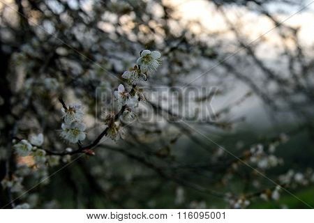 The aesthetics value bestowed on chinese by mei flower