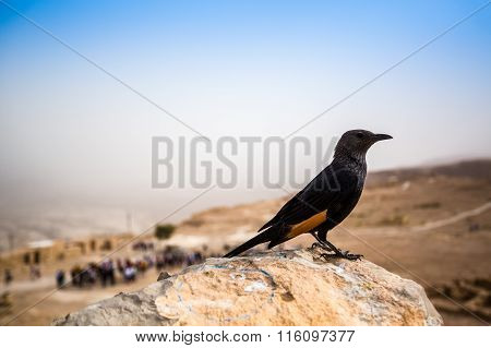 Tristram's Starling In Masada, Israel
