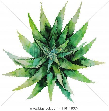 Watercolor green succulent