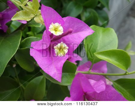 Bougainvillea flower