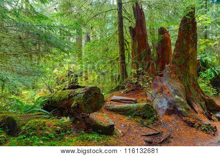Rain Forest in Oregon
