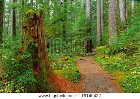 Rain Forest in Oregon