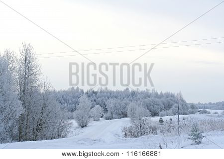 Winter Forest Covered With Snow