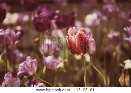 Tulips spring flowers
