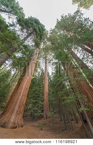 Gigantic Sequoia Trees In Sequoia National Park, California Usa