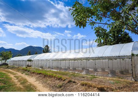 Fig Agriculture Plant
