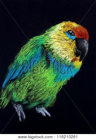 Beautiful parrot on a dark background.