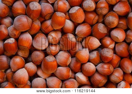 lot of hazelnuts
