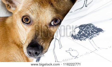 Dog sleeping on white pillow