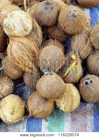Local Coconuts Display On Canvas
