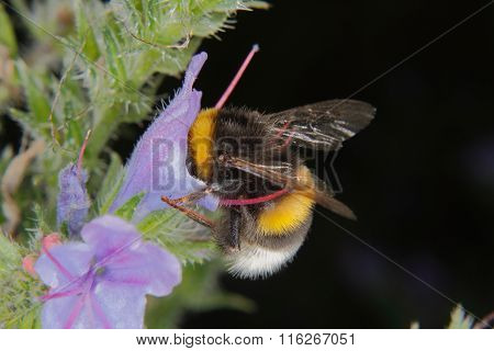 Large Earth Bumblebee (bombus Terrestris)
