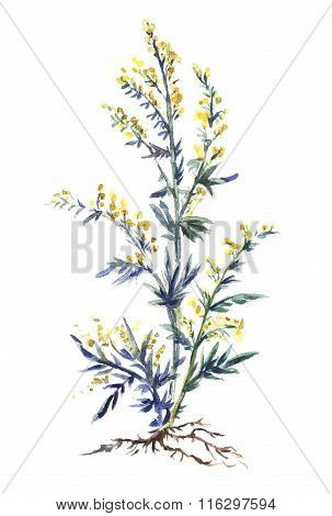 Common Wormwood, Watercolor Vector Wormwood.
